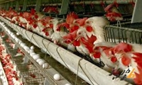 برنامه کردستان برای ورود به لیست استان‌‌های صادر کننده تخم مرغ